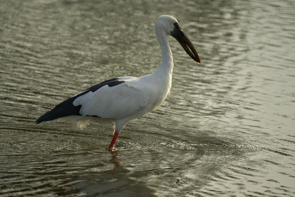 Asian Openbill