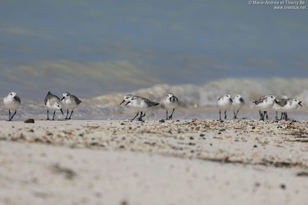 Bécasseau sanderling