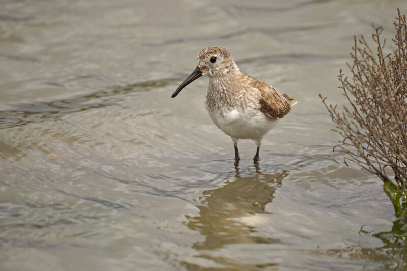 Bécasseau variable