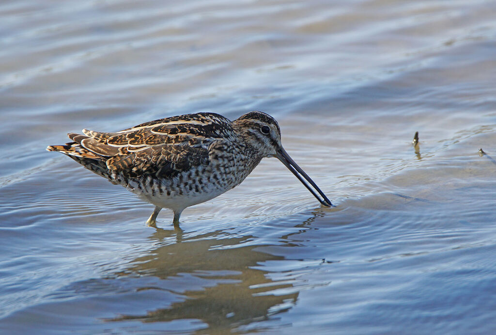 Common Snipe
