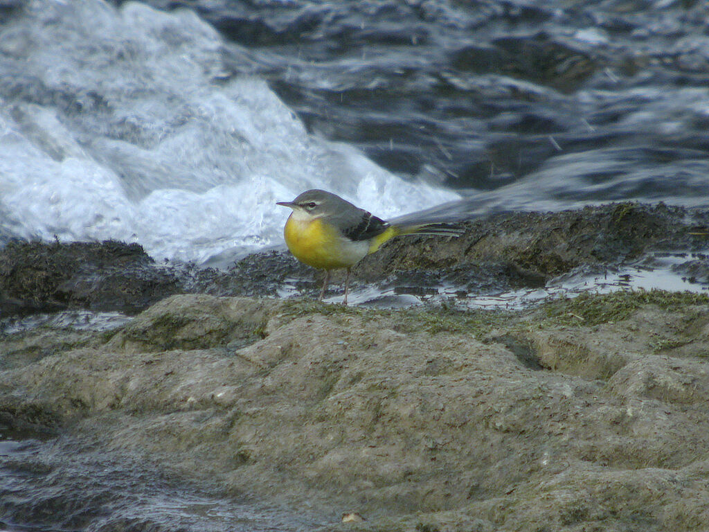 Bergeronnette des ruisseaux
