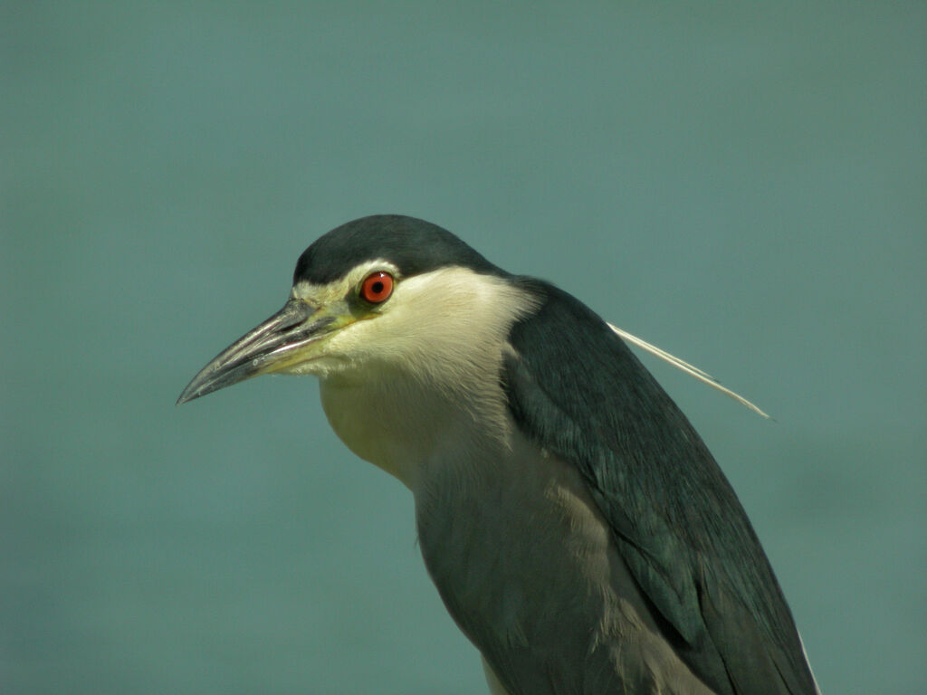 Black-crowned Night Heron