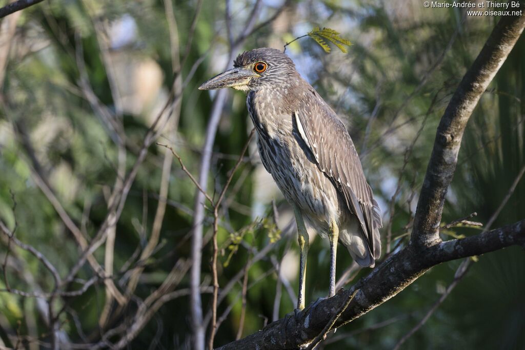 Yellow-crowned Night Heronjuvenile