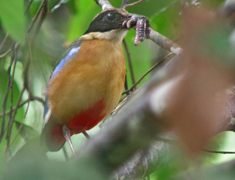 Blue-winged Pitta