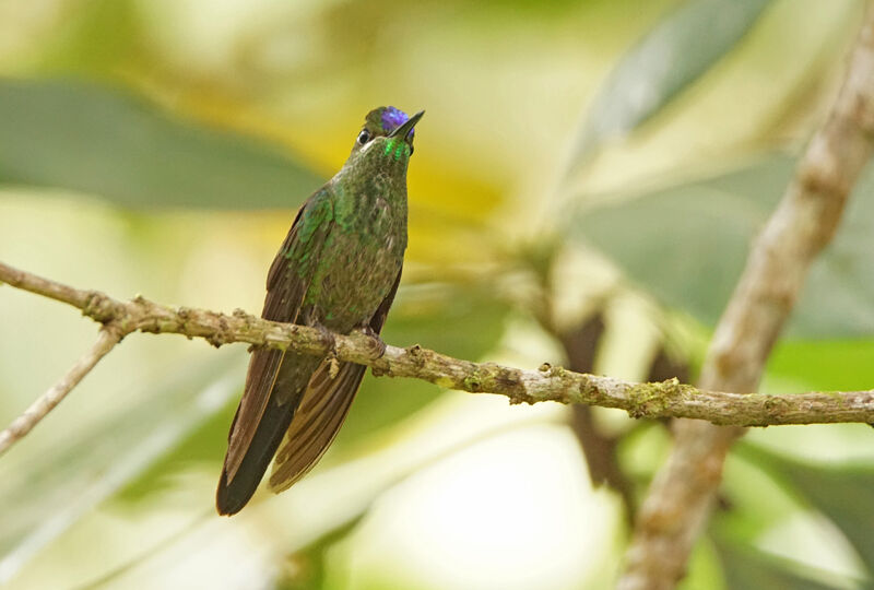 Violet-fronted Brilliant