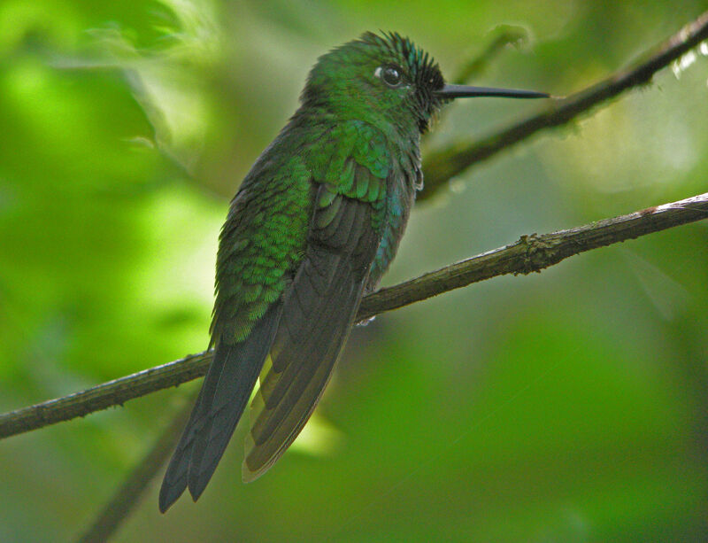 Green-crowned Brilliant