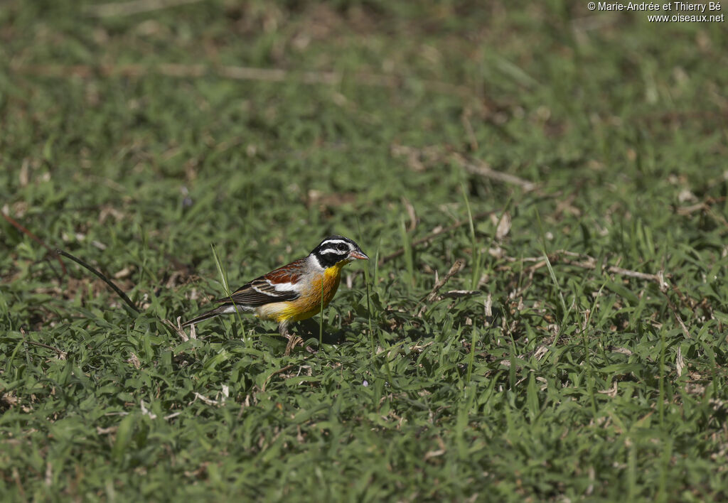 Bruant à poitrine dorée