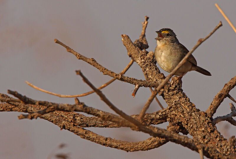 Bruant des savanes