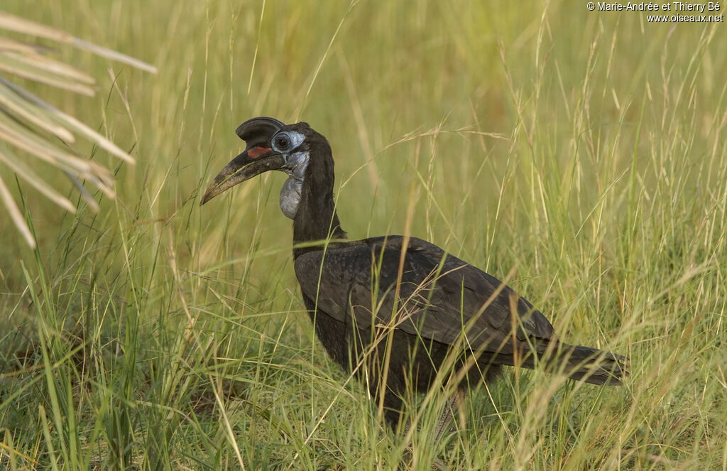 Abyssinian Ground Hornbill female