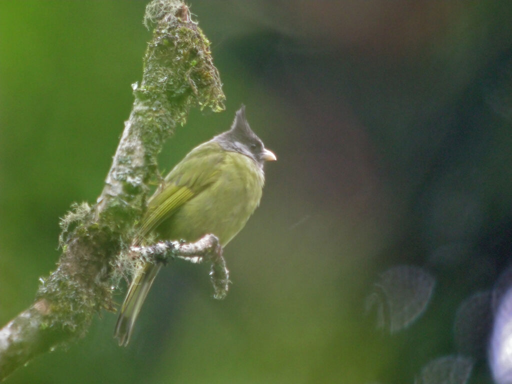 Crested Finchbill