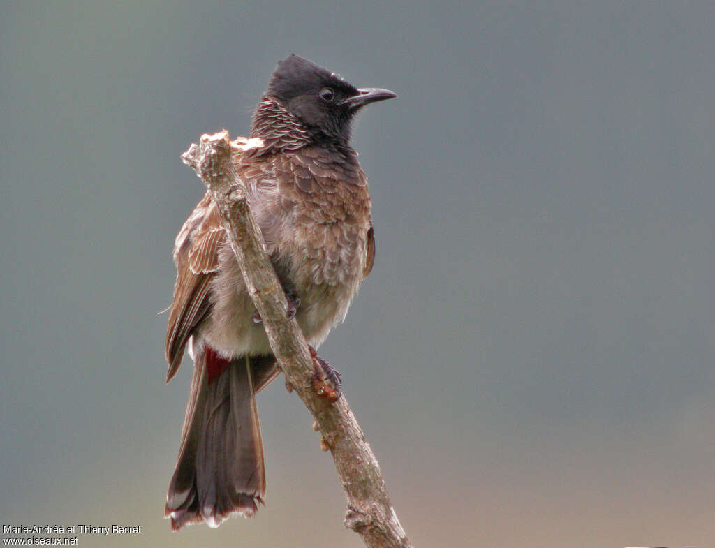 Red-vented Bulbuladult, identification
