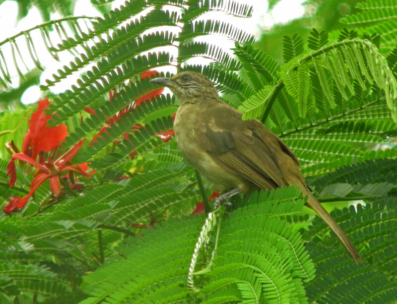 Streak-eared Bulbul