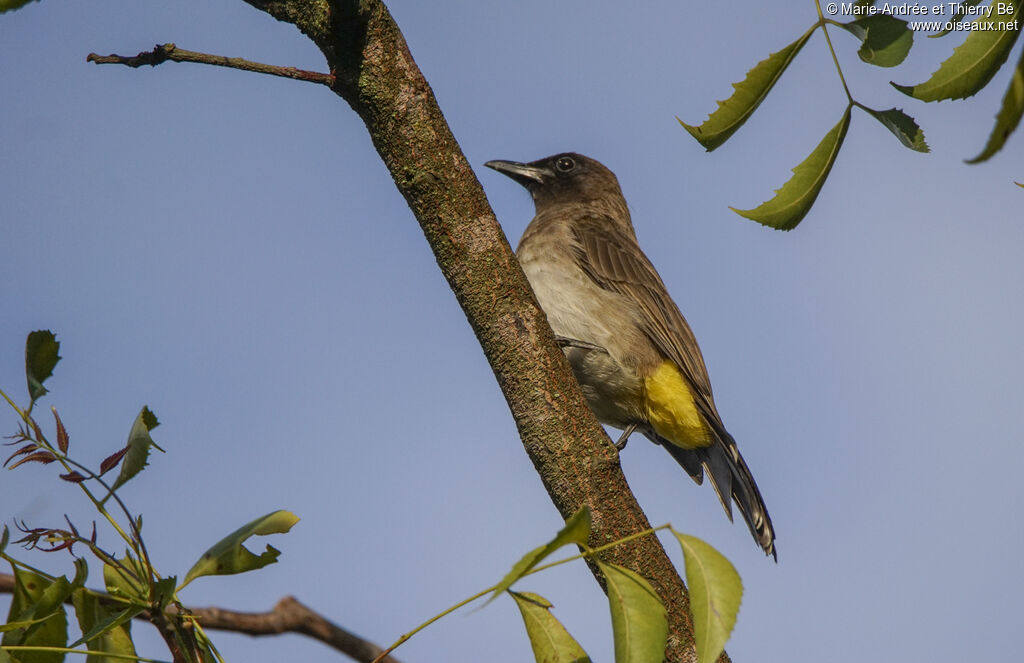 Bulbul des jardins