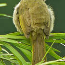 Bulbul flavescent