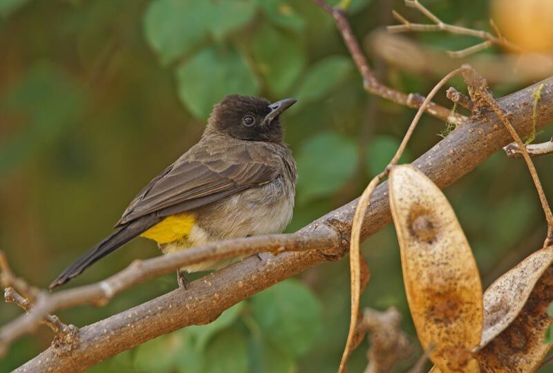 Dark-capped Bulbul