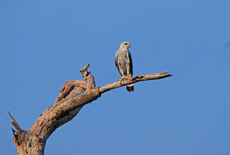 Grey-lined Hawk