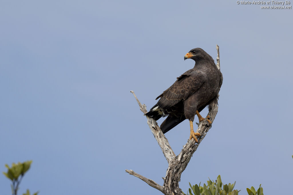Cuban Black Hawk