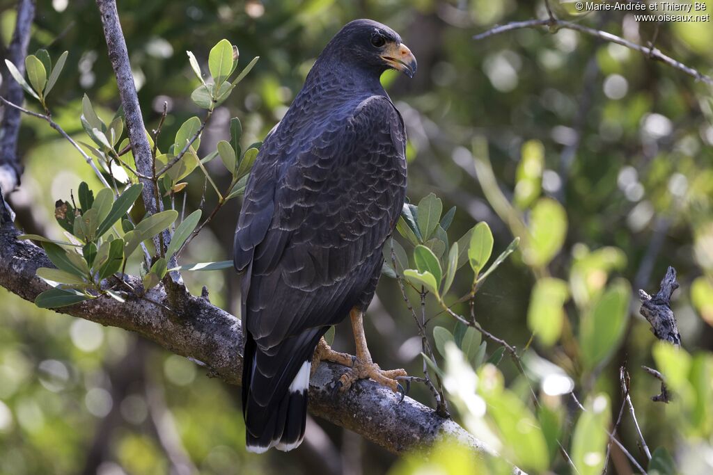 Cuban Black Hawk