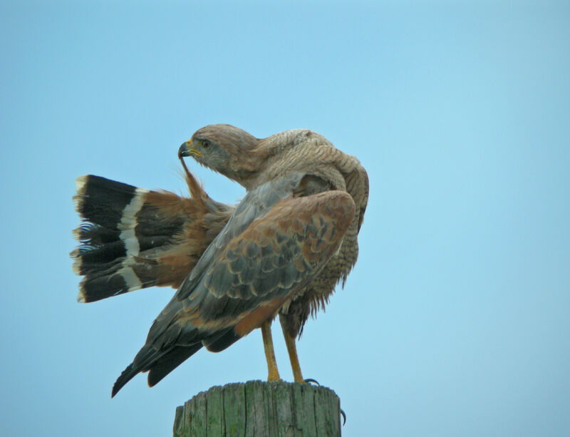 Savanna Hawk