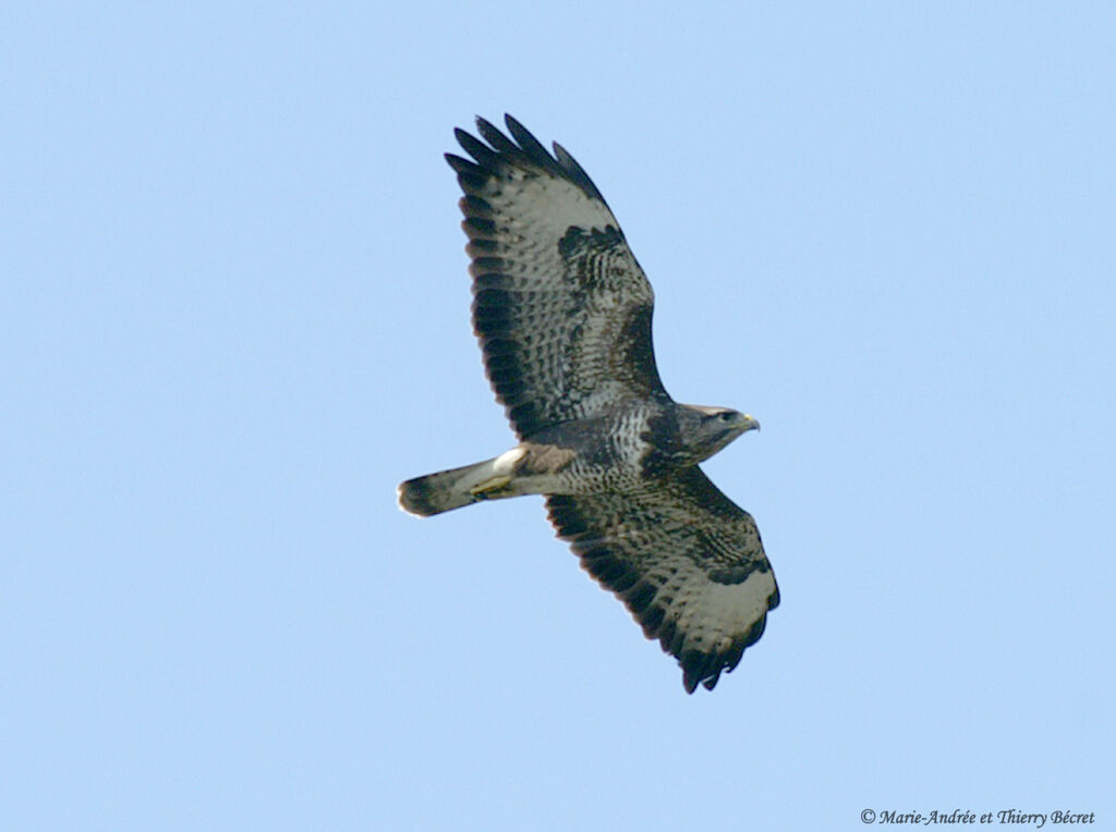 Buse variable