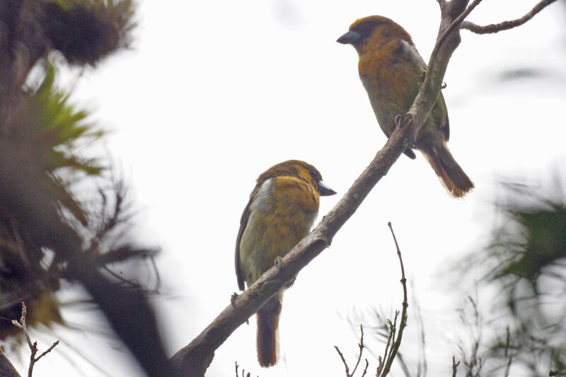 Prong-billed Barbet