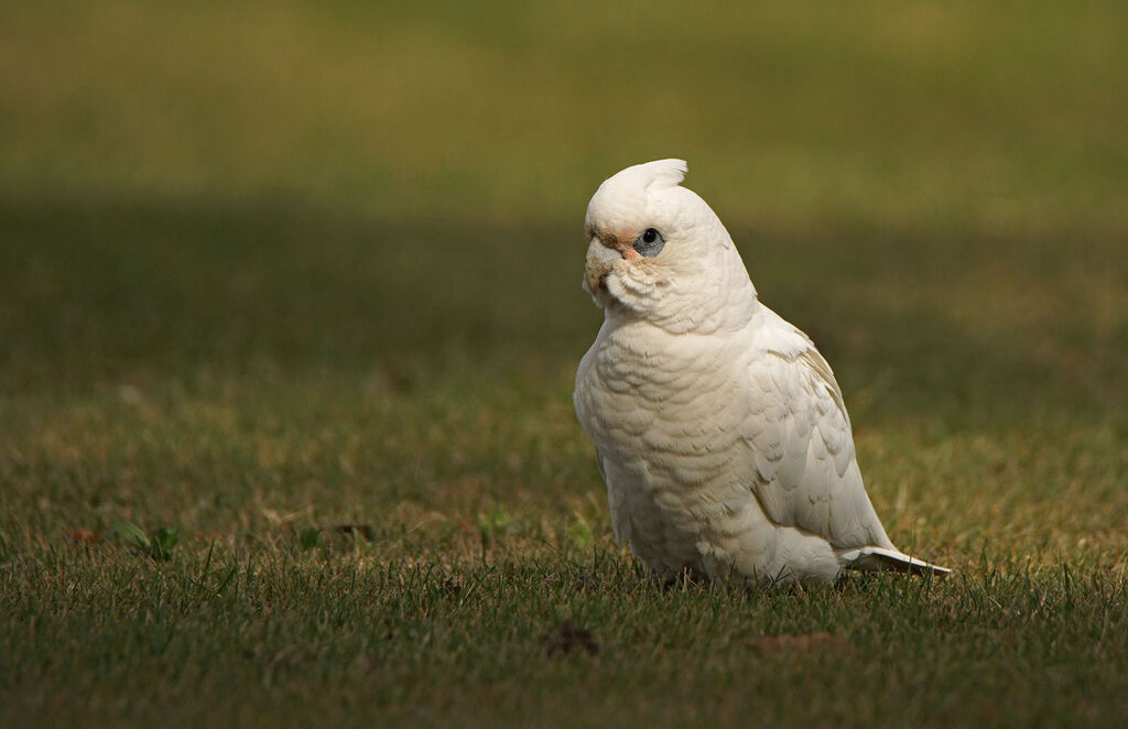 Cacatoès corella