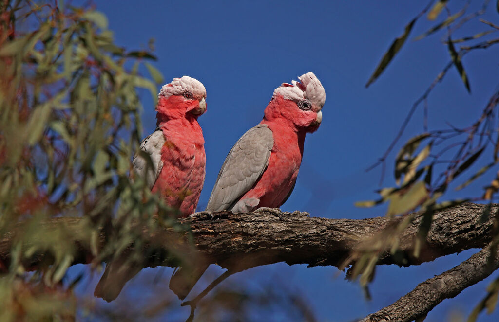 Cacatoès rosalbinadulte