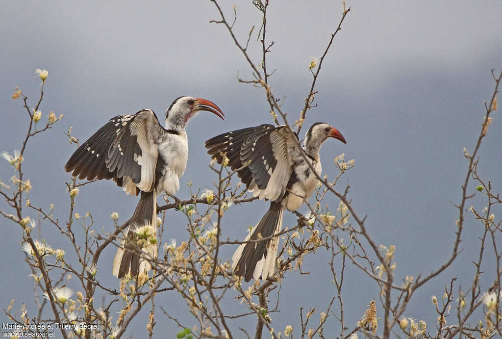 Northern Red-billed Hornbilladult, courting display