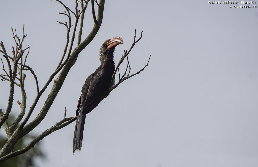 Crowned Hornbill
