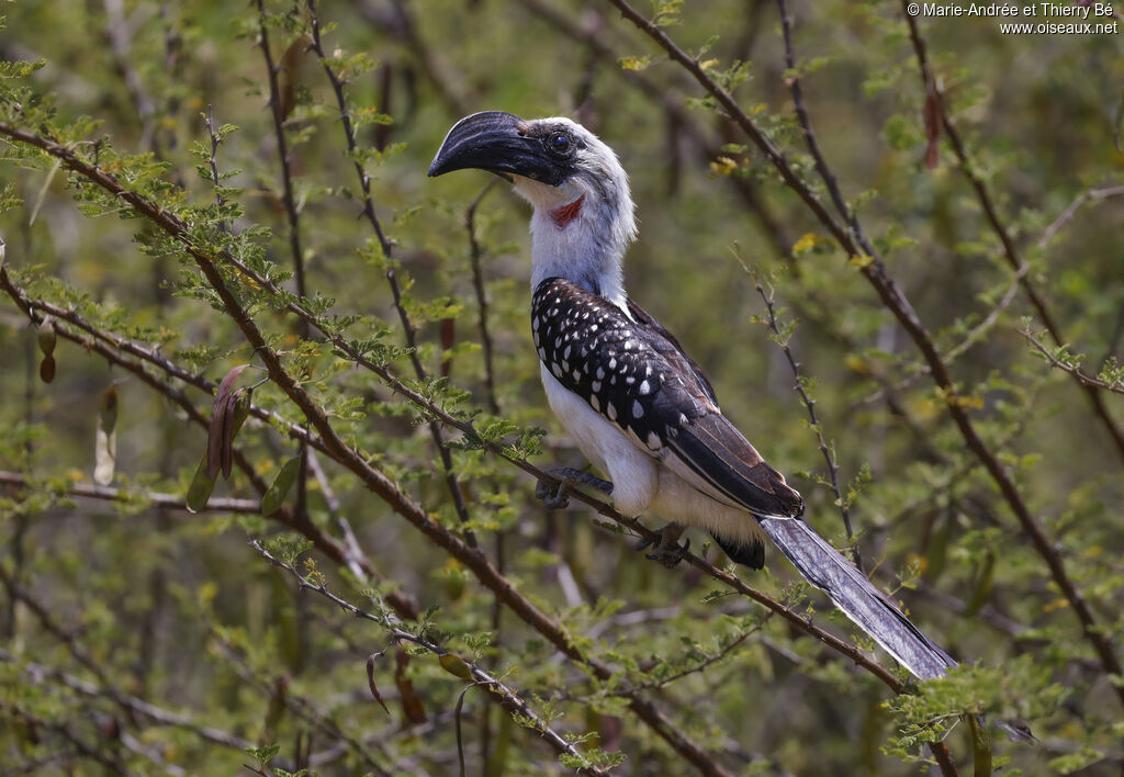 Jackson's Hornbill female