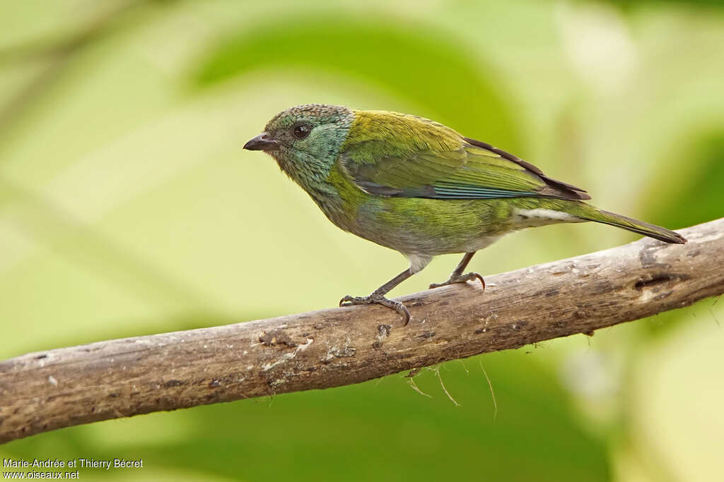Black-capped Tanager female adult, identification