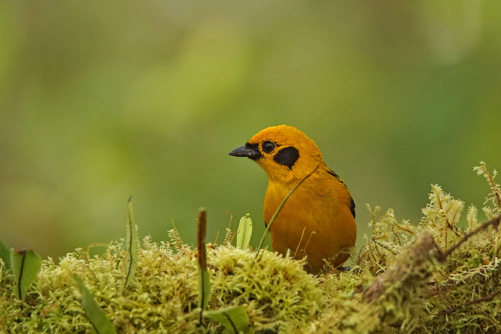 Golden Tanager