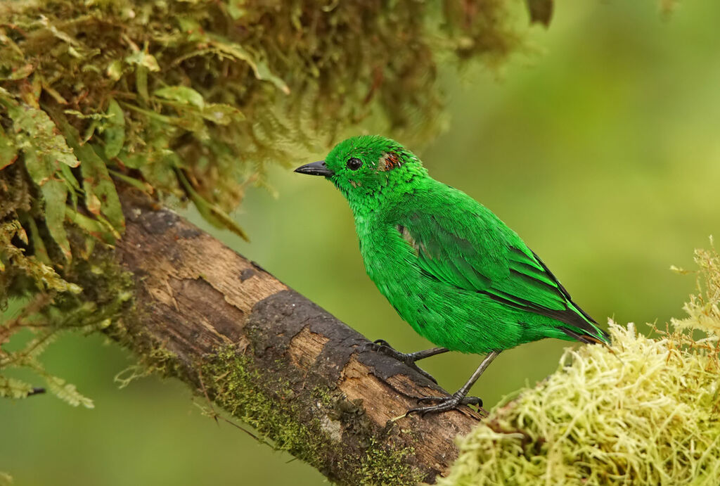 Calliste étincelantadulte, identification