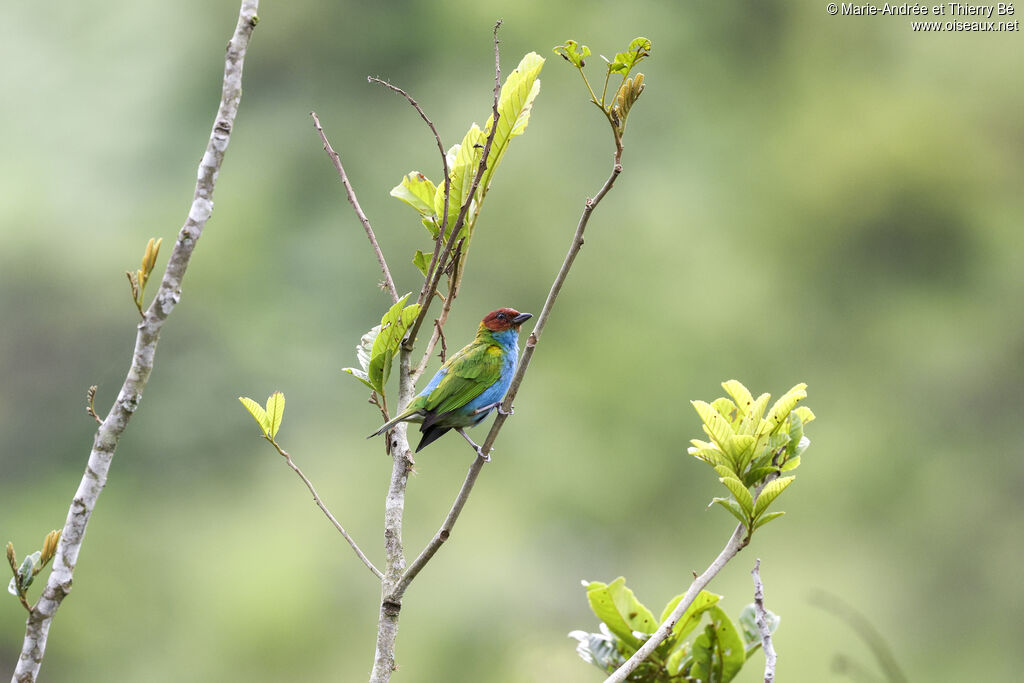 Bay-headed Tanager