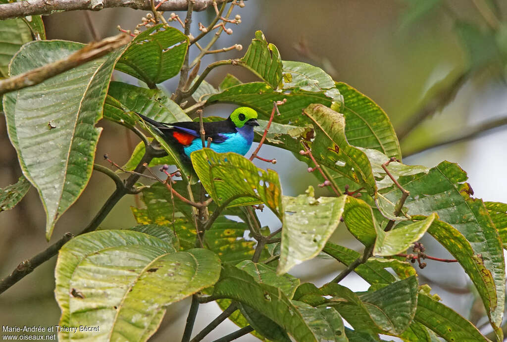 Paradise Tanager, habitat, pigmentation