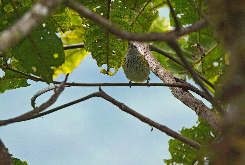 Spotted Tanager