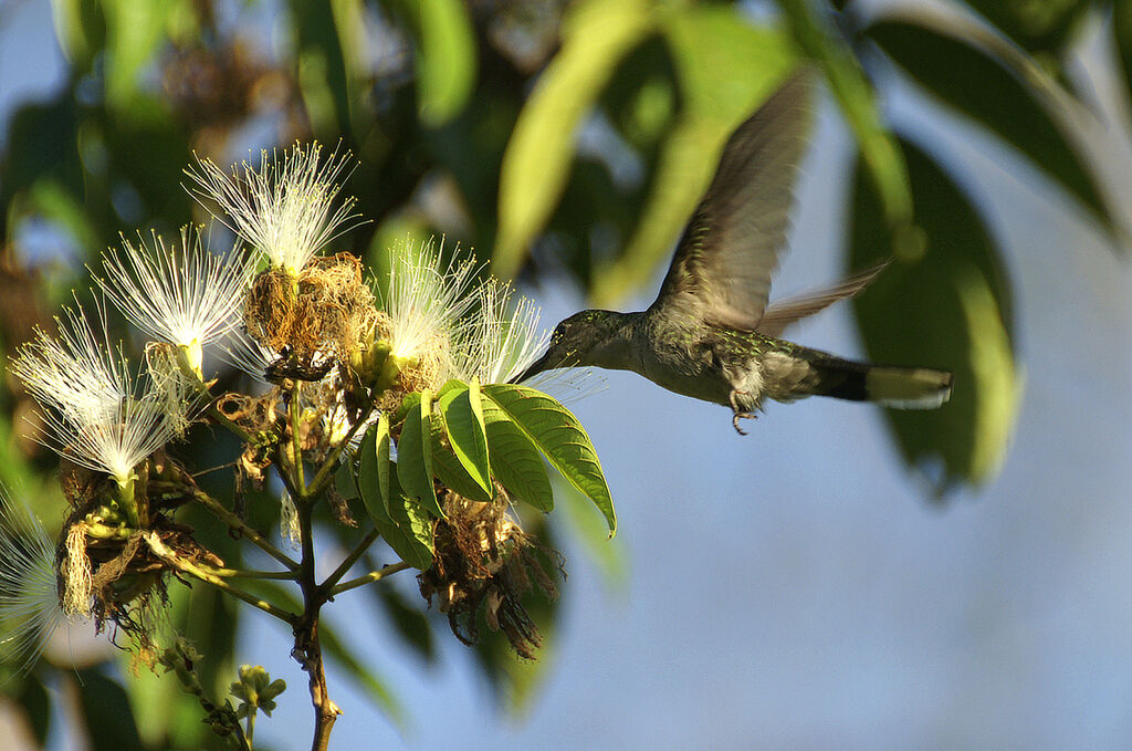 Grey-breasted Sabrewing