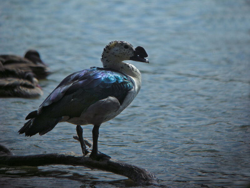 Canard à bosse