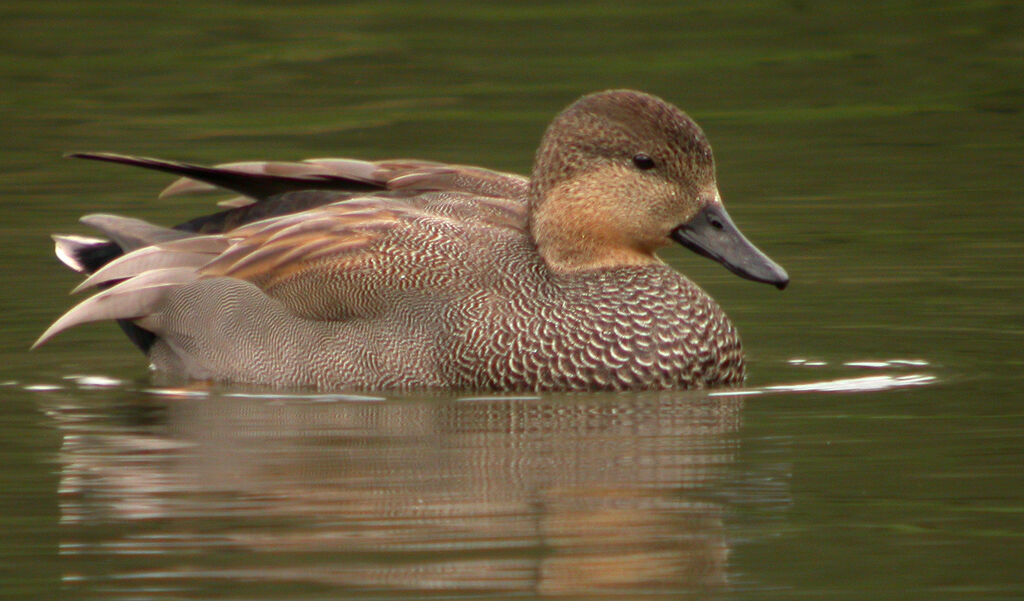 Canard chipeau