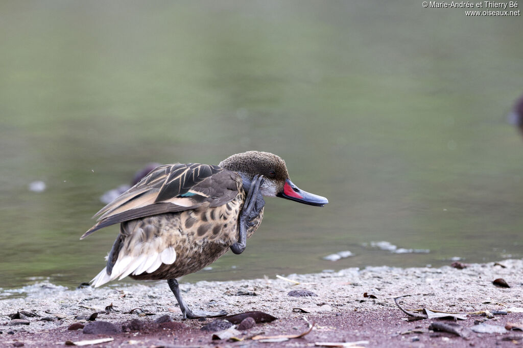 Canard des Bahamas