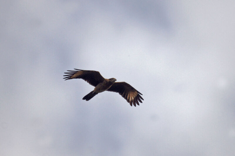 Caracara à tête jaune