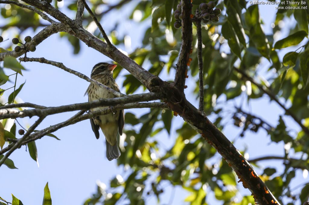 Rose-breasted Grosbeak