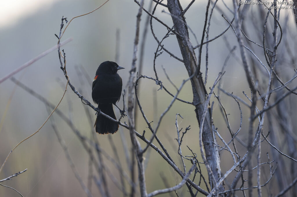 Red-shouldered Blackbird