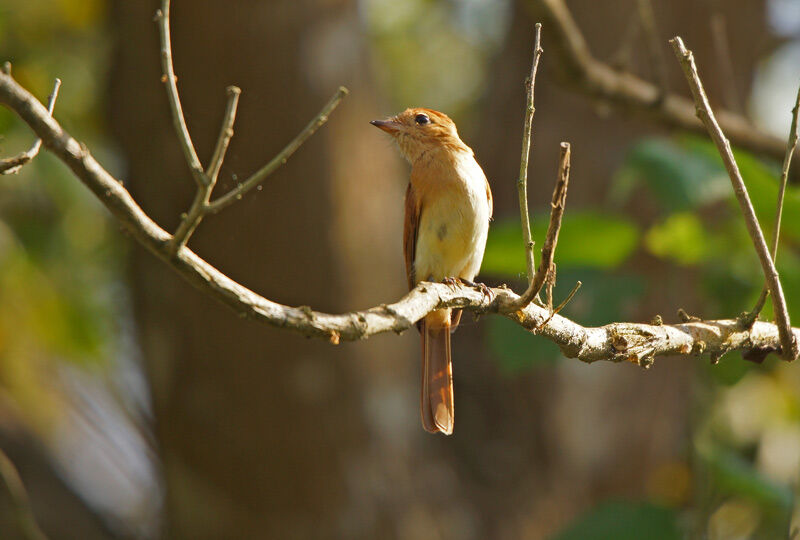 Rufous Casiornis