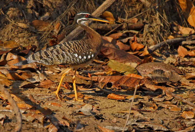Sunbittern