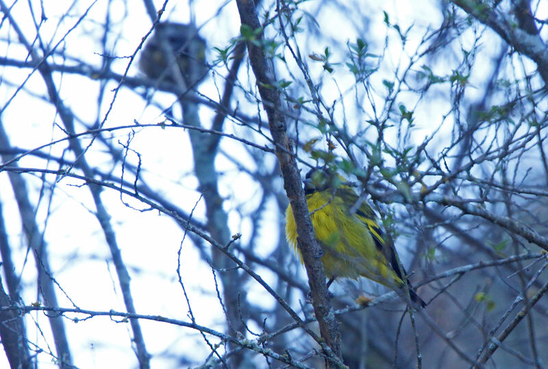 Hooded Siskin