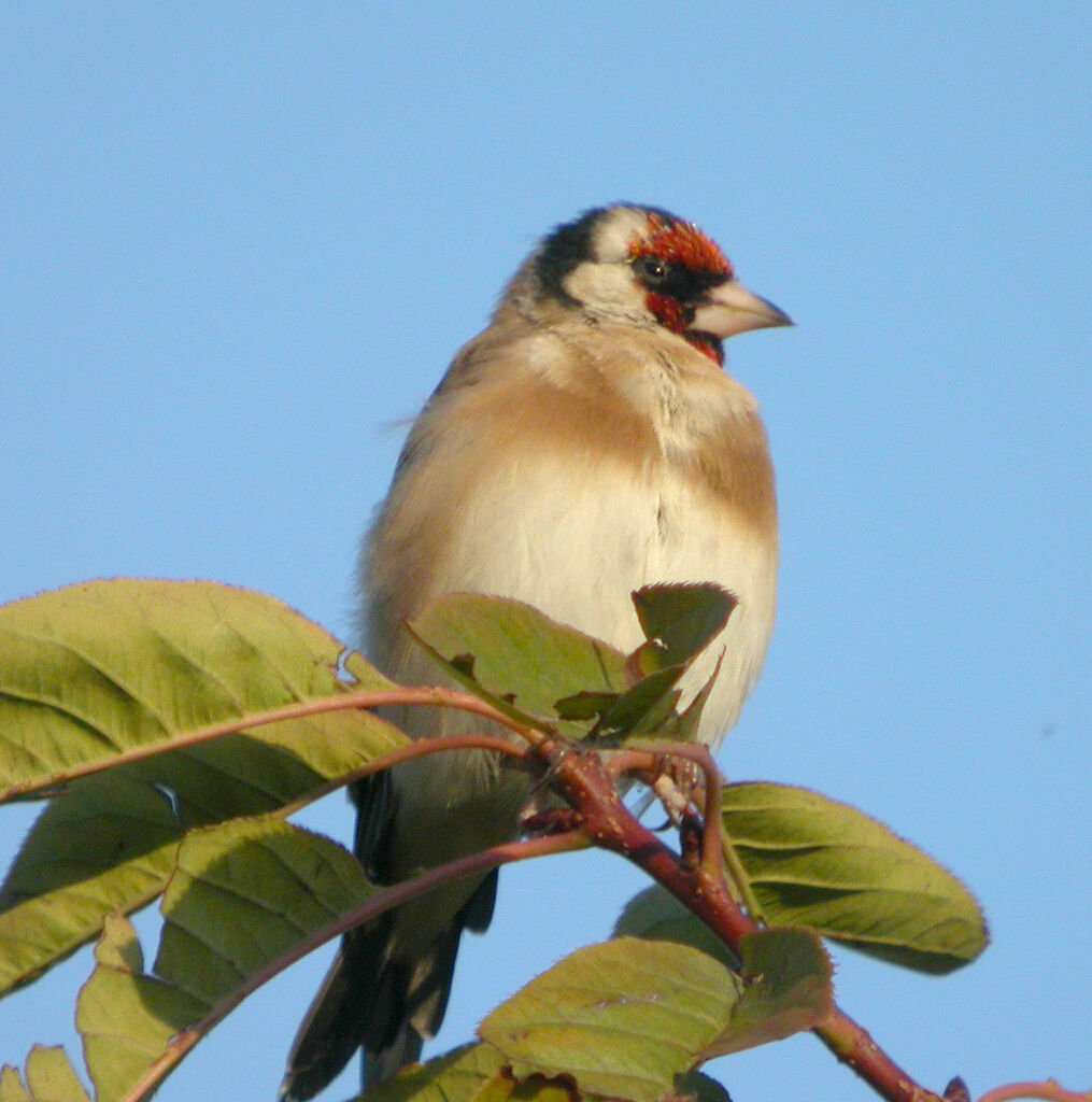 Chardonneret élégant