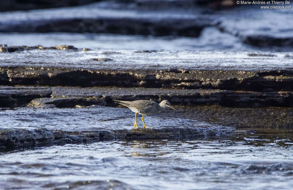 Wandering Tattler