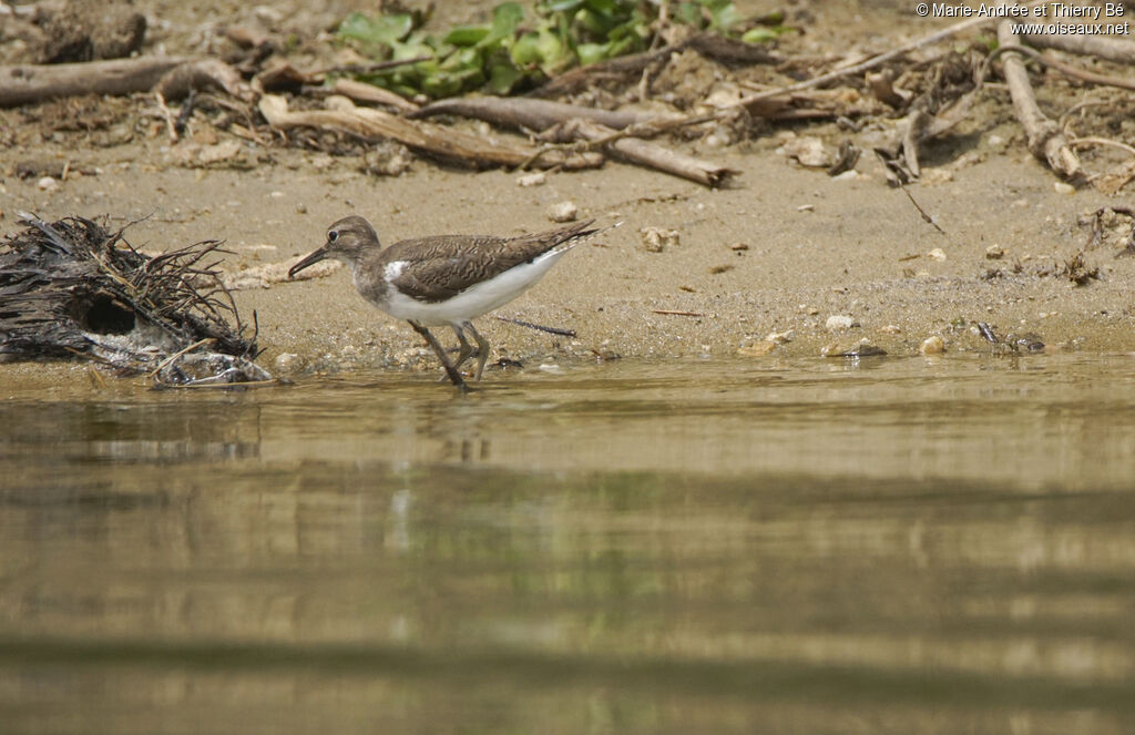 Common Sandpiper
