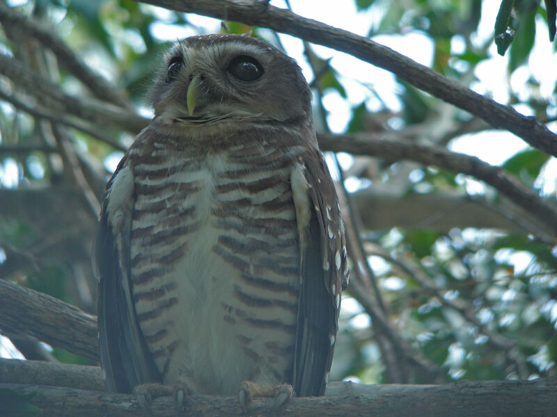 White-browed Owl